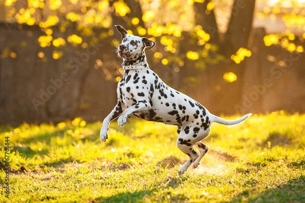 Obraz Dalmatian dog playing at sunset