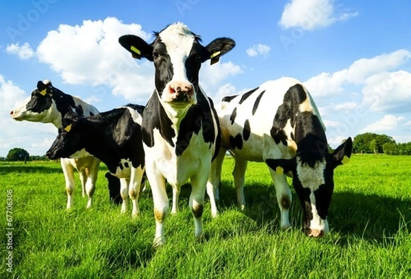 Obraz Bydło rozglądające się