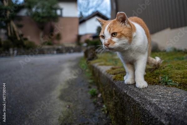 Fototapeta 歩くねこ