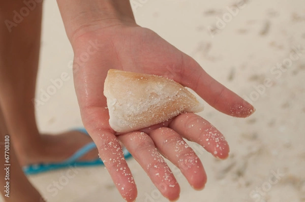 Fototapeta conchiglia