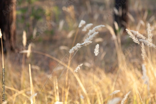 Fototapeta Dry grass on a sunlit clearing against the background of a blurred autumn forest.