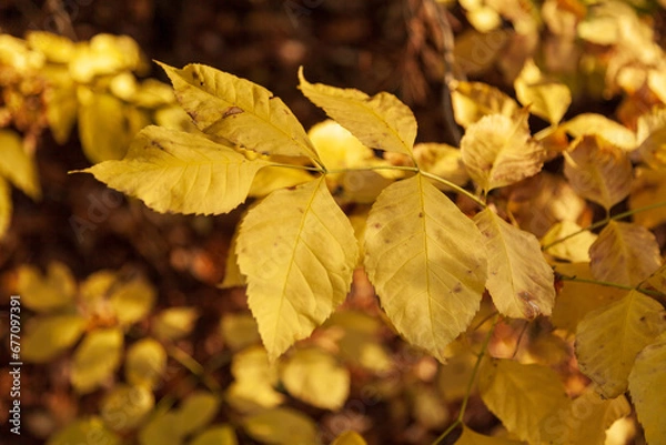 Fototapeta Black ash branch with autumn-colored leaves illuminated by the sun against the background of a blurred autumn forest. Fraxinus nigra.