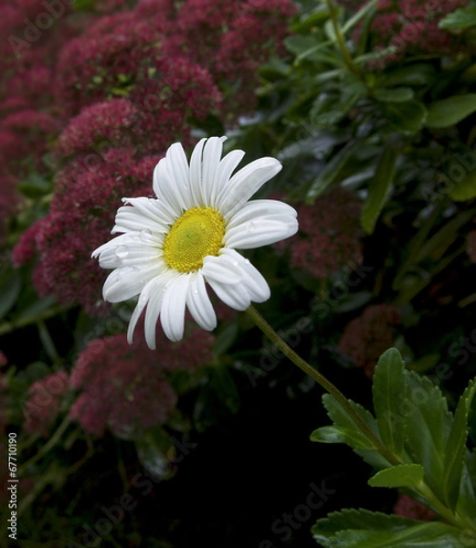 Obraz Daisy Dew Drops