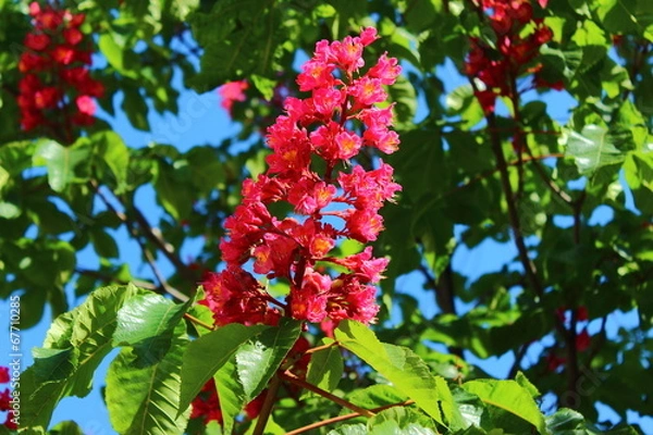 Obraz chestnut flowers