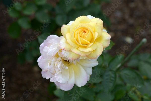 Fototapeta ミツコ　バラの花