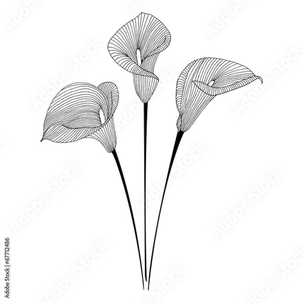 Obraz Calla illustration