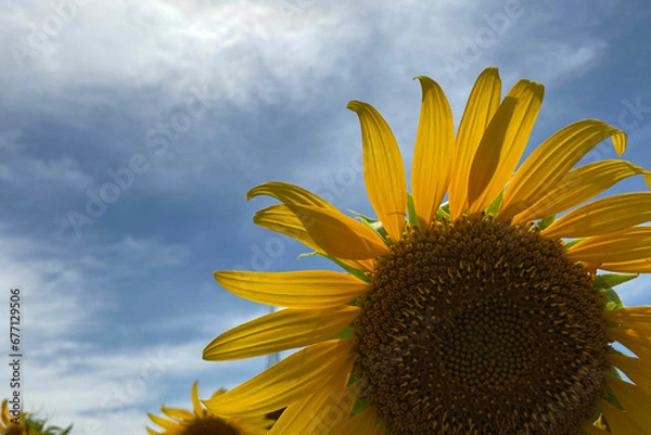 Obraz sunflower against blue sky