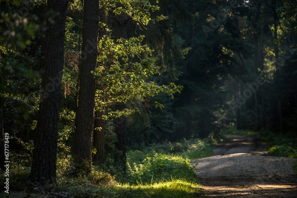 Obraz las pod koniec lata