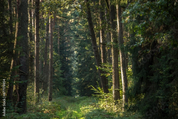 Obraz las pod koniec lata