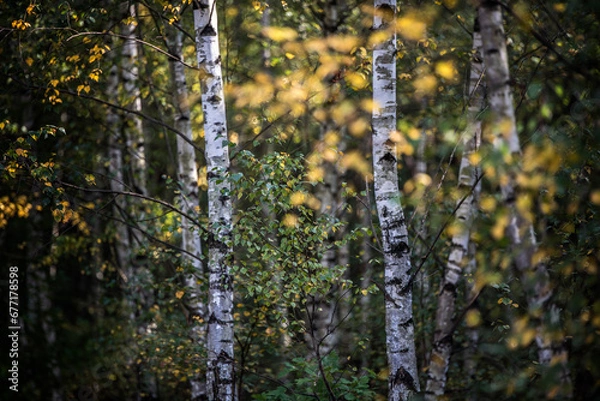 Obraz las pod koniec lata