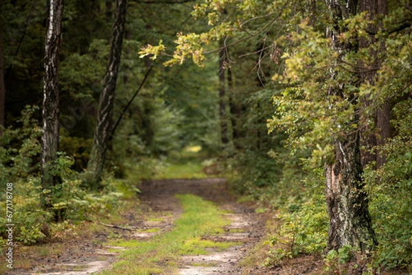 Obraz las pod koniec lata