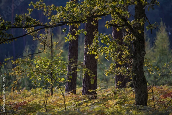 Obraz las pod koniec lata