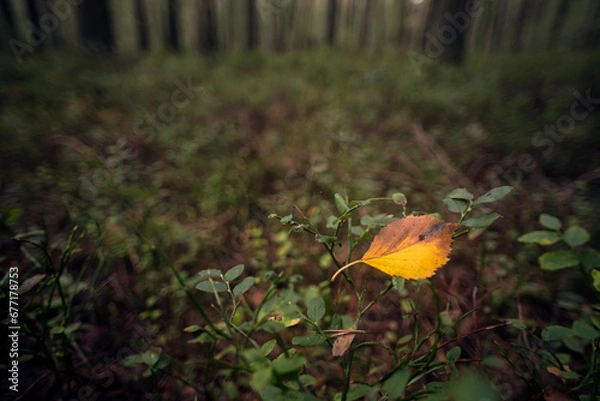 Obraz liście w lesie jesienią