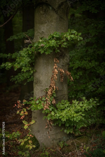 Obraz las pod koniec lata