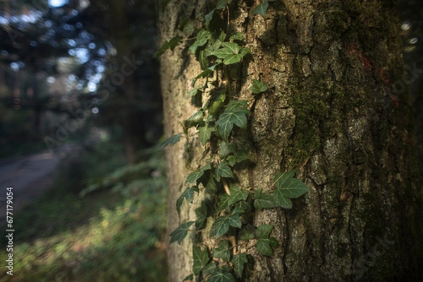 Obraz las pod koniec lata