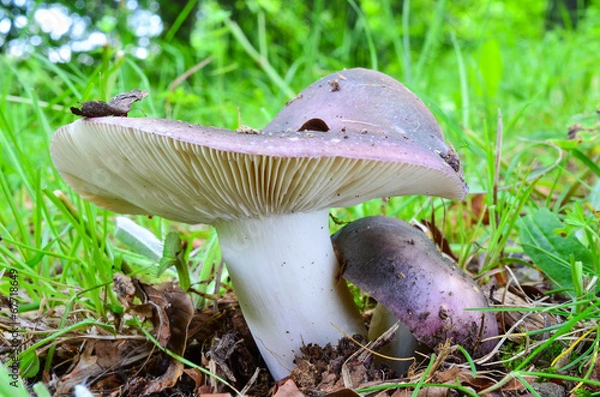 Obraz Russula cyanoxantha