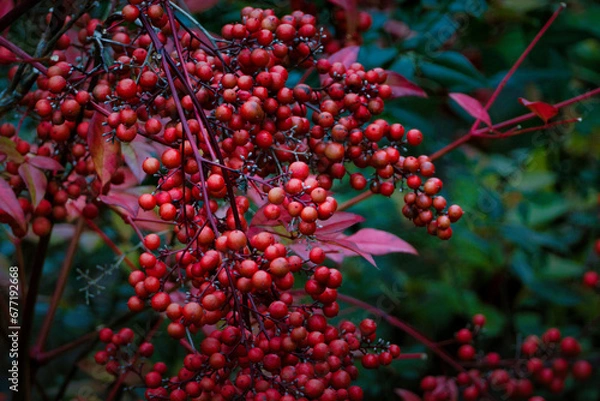 Fototapeta 沢山の綺麗な赤い実をつけた南天の木
