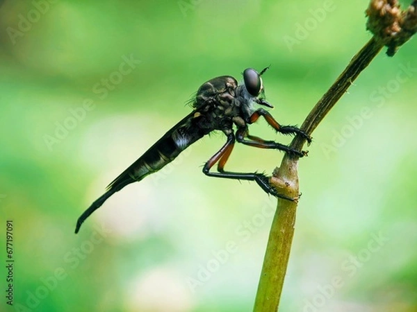 Obraz dragonfly on a green leaf