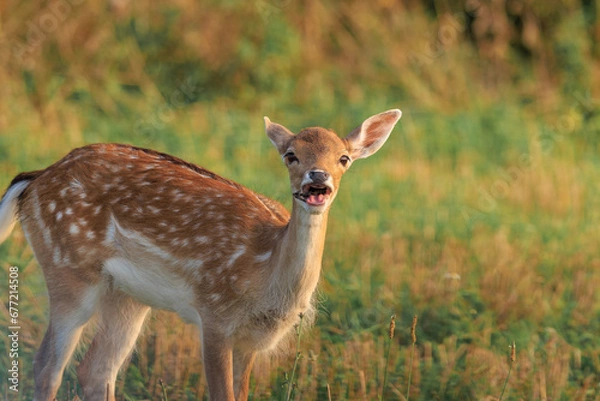 Fototapeta A young fallow deer (Dama dama) looks to the side in an autumn meadow