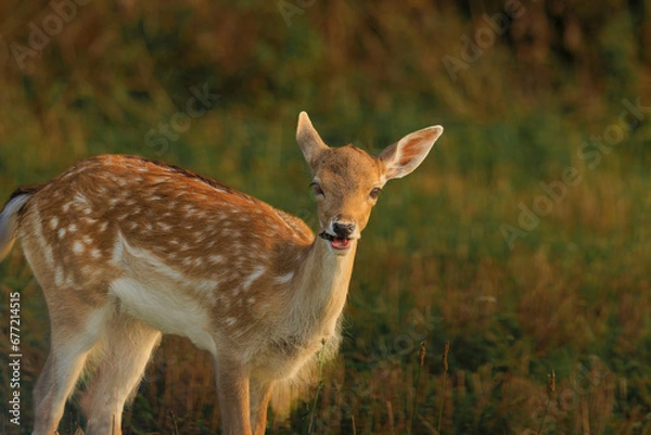 Fototapeta The female Daniela (Dama dama), chews grass while grazing in a meadow