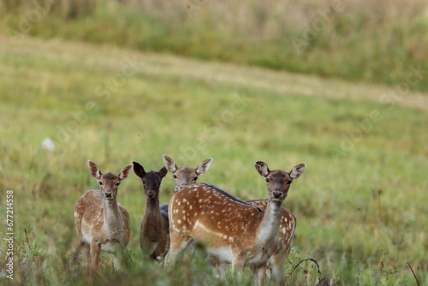 Fototapeta Three young fallow deer (Dama dama), in a meadow.Horizontal view