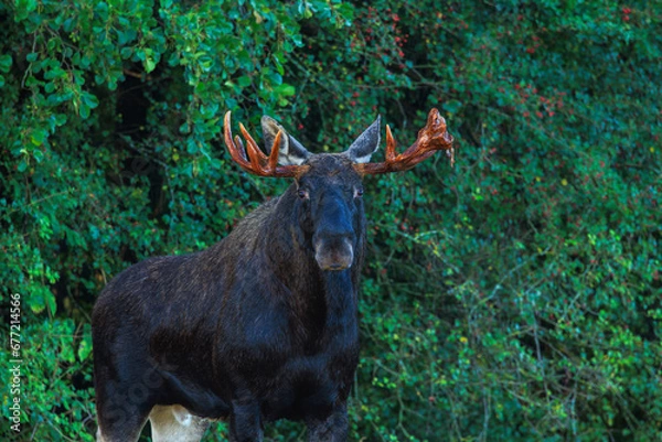 Fototapeta 
A male moose with split antlers stands in a forest clearing and looks straight ahead