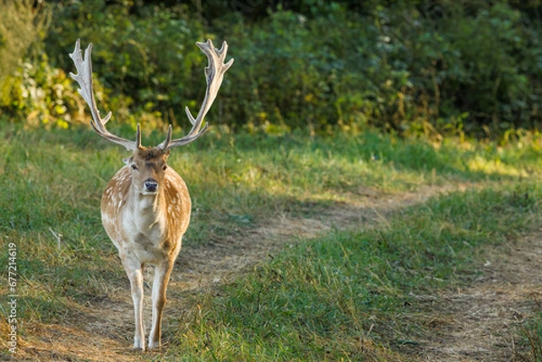 Fototapeta 
A fallow deer bull (dama dama) is walking straight ahead, along a path among the meadows
