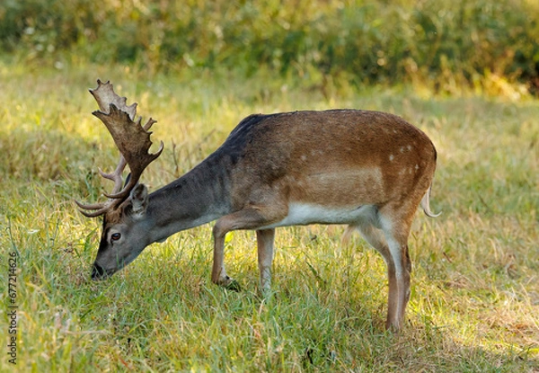 Fototapeta A beautiful fallow deer, a wonderful bull
m with antlers, standing on a meadow. Close side view