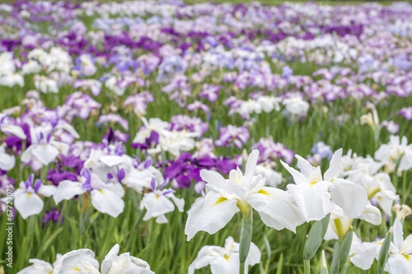 Fototapeta 花菖蒲の花畑