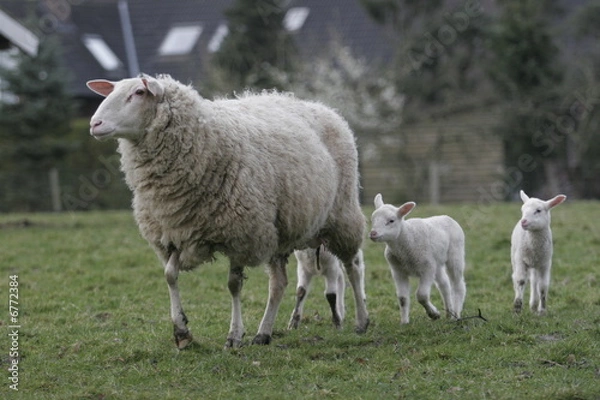 Obraz Schafmutter und Kälbchen