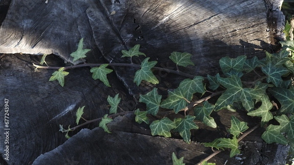 Fototapeta ivy leaf natural background
