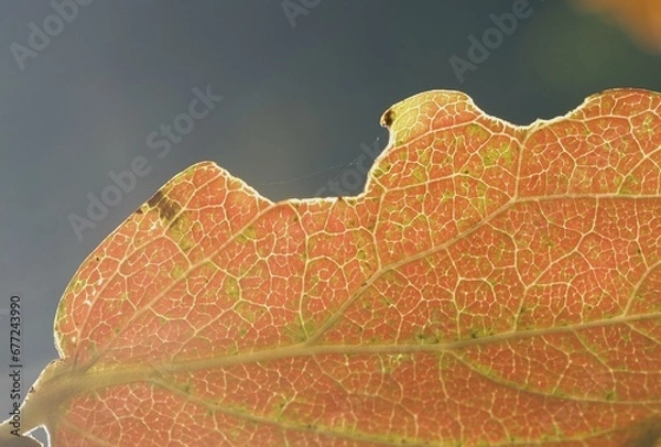 Fototapeta persimmon leaf natural background