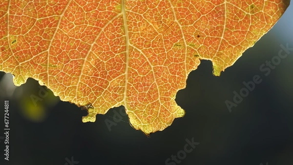 Fototapeta persimmon leaf natural background