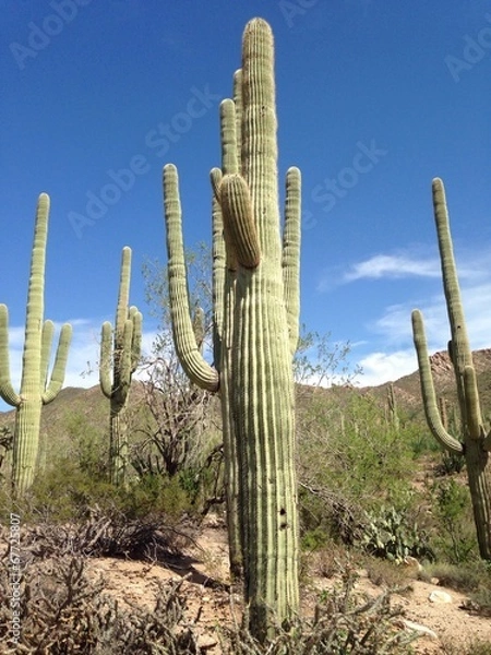 Obraz cactus del deserto