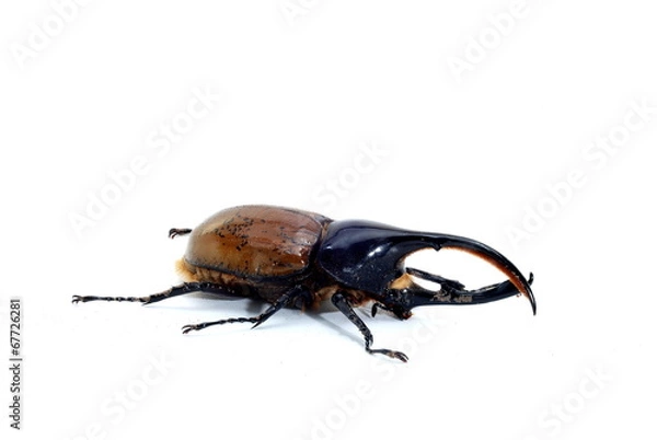 Fototapeta ヘラクレスオオカブト