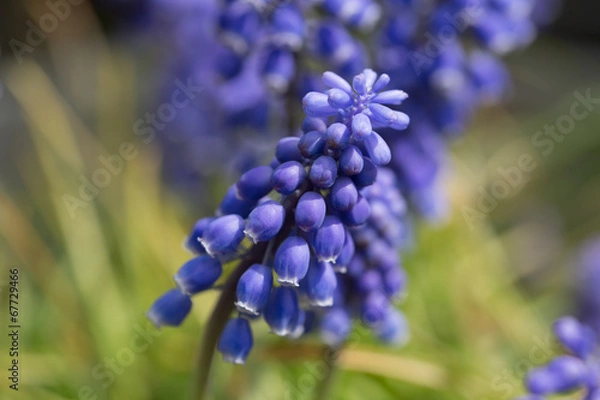Obraz ムスカリ