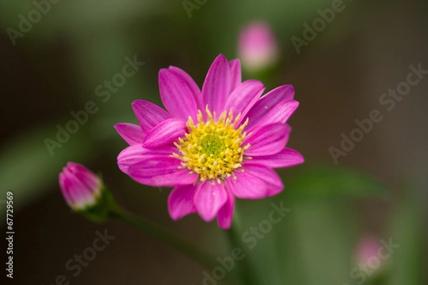 Obraz ミヤコワスレ