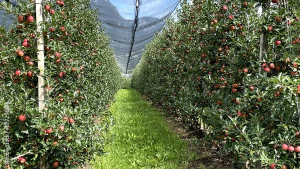 Fototapeta Apples in Italy
