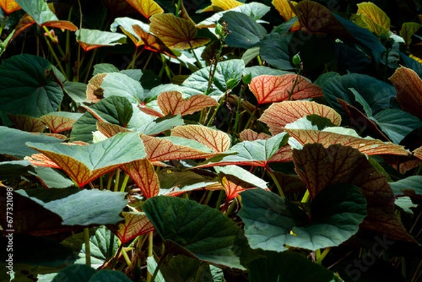 Obraz Green and Red Forest