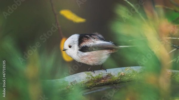 Obraz Ptak raniuszek na gałęzi tło jesienne 
