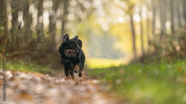 Obraz Biegnący czarny pies na tle zjesienych liści 