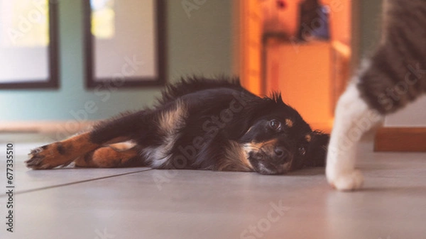 Obraz Leżący pies spogląda na kota 