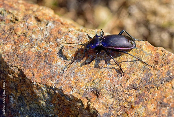 Fototapeta ground beetle
