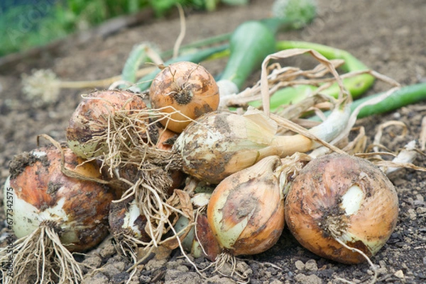 Obraz Zwiebeln - Ernte 