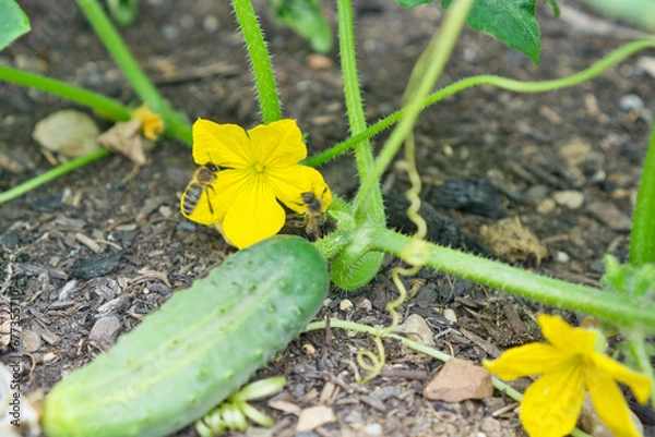 Obraz Gurke mit Biene 
