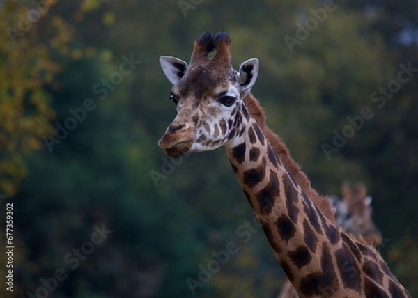 Fototapeta Towering Giraffe (Giraffa camelopardalis)