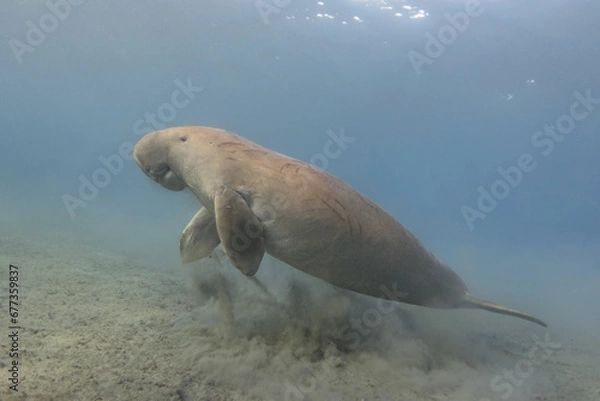 Obraz Dugong (Dugong dugon) underwater. Sea cow.