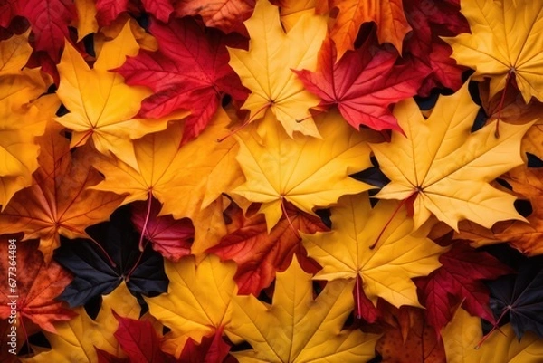 Fototapeta Close-up view of colorful Autumn tree leaves background. Autumn seasonal concept.