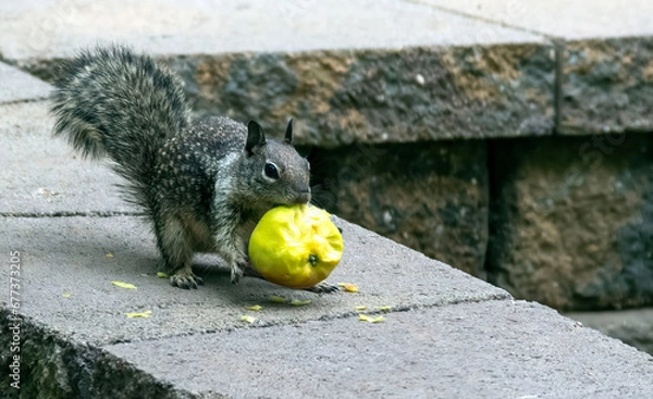 Obraz Apple thief in action