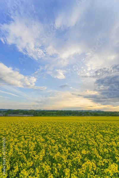 Fototapeta 安平町の菜の花畑